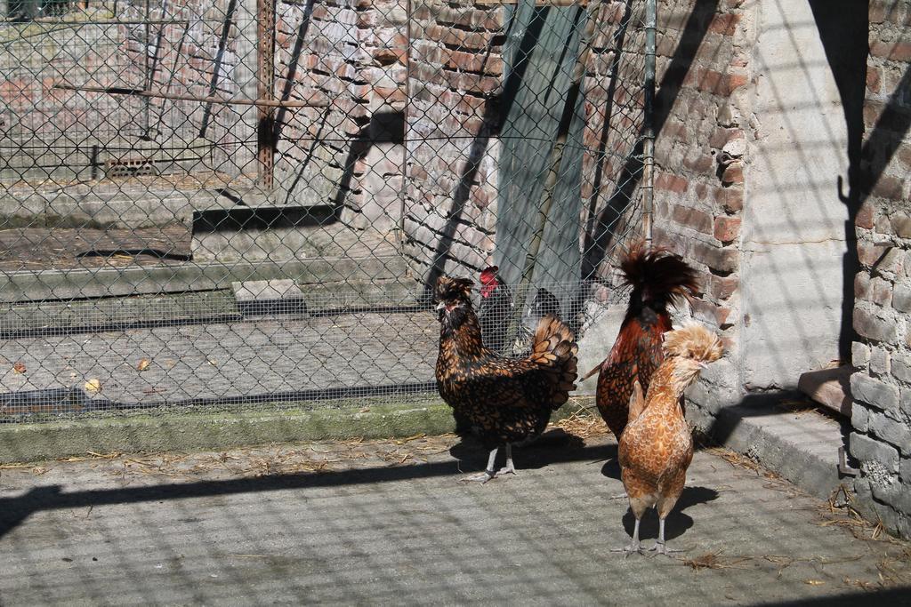 Agriturismo Le Clementine Badia Polesine エクステリア 写真
